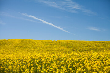 Canola field -  yellow blooming rapeseed meadow with blue sky.