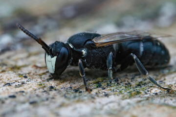 Closeup on a male hyaline spatulate-masked bee, Hylaeus hyalinatus sitting on wood