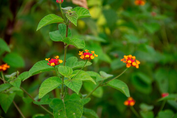 red and yellow flower