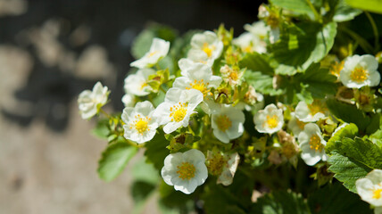 Blooming strawberry plants in a soft fruit garden -  many white flowers on low bushes -  fragaria ananassa.