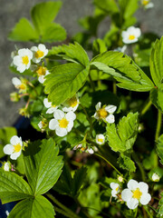 Blooming strawberry plants in a soft fruit garden -  many white flowers on low bushes -  fragaria ananassa.
