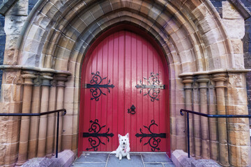 Fototapeta premium Our beautiful westie in front of a beautiful cathedral door