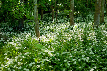Wild garlic -  Allium Ursinum called ramsons, wild cowleek, cowlic, buckrams,  bear leek growing in...
