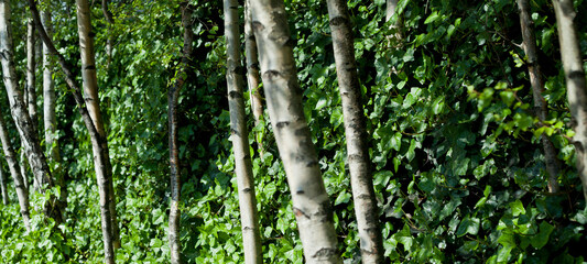 Beautiful garden design with silver birches and green ivy on the tall wall.