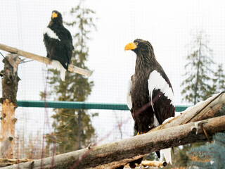 Large bird eagle in nature
