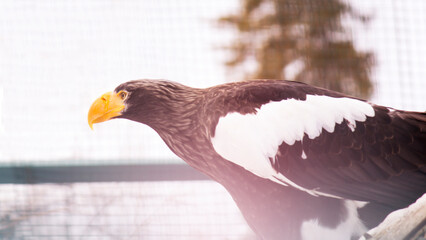 Large bird eagle in nature
