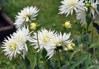 Weiße Dahlien