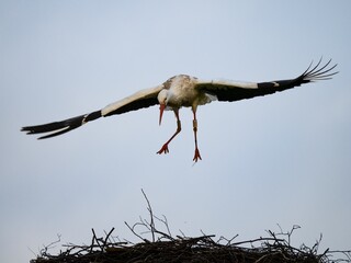 stork in the nest