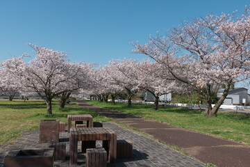 公園の桜並木とベンチと雲の無い青空
