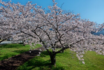 公園の桜並木と雲の無い青空
