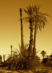 sunset in the desert