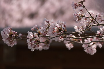 薄いピンクの桜の花のクローズアップ
