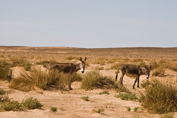 Fototapeta na wymiar donkeys in the desert