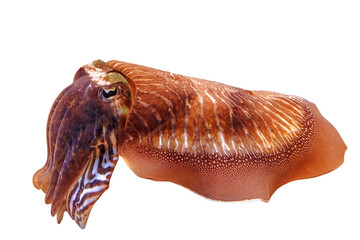 Common cuttlefish in an aquarium. Sepia officinalis species living in the Mediterranean Sea, North...