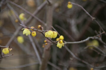 まだ寒さの残る早春に咲く蠟梅（ろうばい）