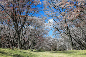 Obraz premium 奈良県曽爾村屏風岩公苑の桜