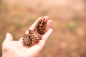 small cones in the palm of the hand. autumn time. gifts of the forest. pine cones