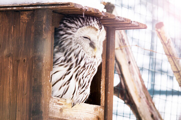 A little owl in a wooden house in the winter forest