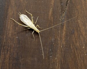 Isolated specimen, male of Oecanthus pellucens, common name is Italian tree cricket, wood background