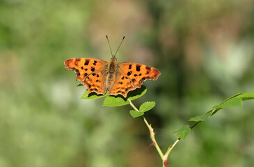 Ragged butterfly (Polygonia c-album) on plant