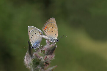 Pair of Many-eyed Beautiful Blue Butterfly (Polyommatus bellis) on plant