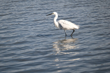 great blue heron