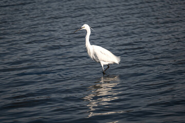 great blue heron