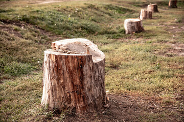 stump. felled tree. Wooden circle Stump slowly rotates close-up background.