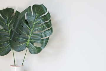 Monstera leaf green with shadow, texture, white background