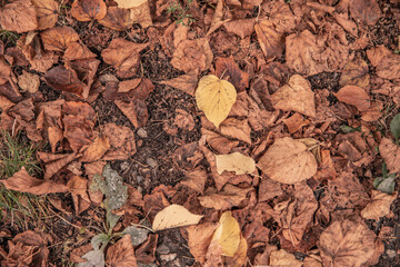 autumn trail. fallen yellow leaves and grass. fall