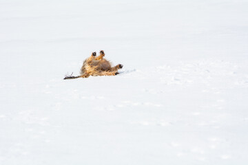 Mini Yorkshire Terrier wälzt sich im Schnee