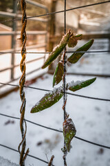 Honeysuckle leaves and stems on the wired fence in snow