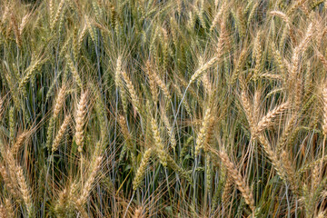 Photo of barley field. Nature background.