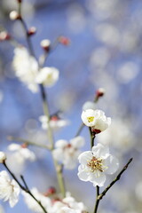 日本の梅園の梅