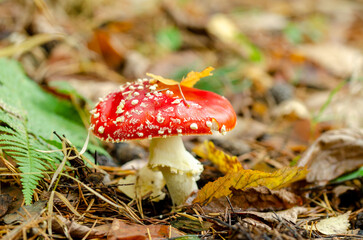 Fly agaric in the autumn forest
