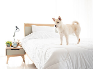 Japanese Shiba Inu waiting owner comeback while stand on clean blanket in white bedroom at minimal home style