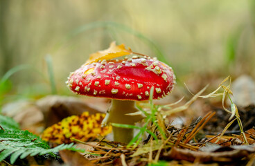 Fly agaric in the autumn forest