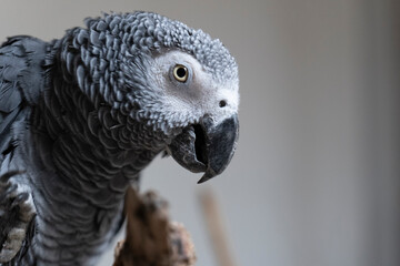 Portrait of a gray parrot.Psittacus erithacus