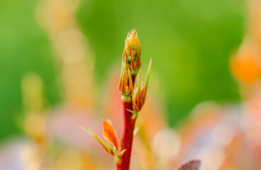 New Spring Shrub Sprout in Spring,