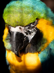 Ara ararauna, Blue-and-yellow macaw