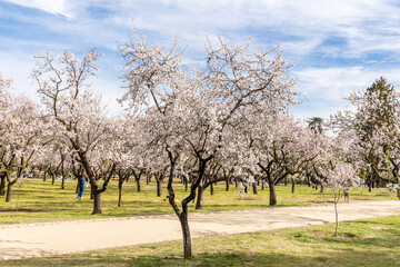 Fototapeta premium people walking or resting in the public park called Quinta de los Molinos with the almond trees in bloom in Madrid
