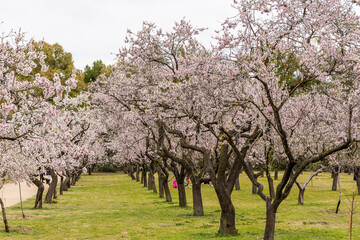 people walking or resting in the public park called Quinta de los Molinos with the almond trees in bloom in Madrid