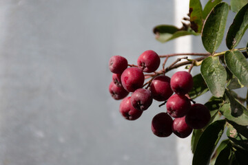 A branch with a bunch of red rowan berries against a gray concrete wall on a bright autumn day with a place for the text: harvesting, vitamins