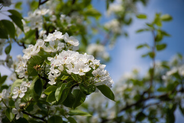 A fluffy blooming branch of an apple or pear tree against a blue sky on a clear spring day: a place for a text, a spring tabloid