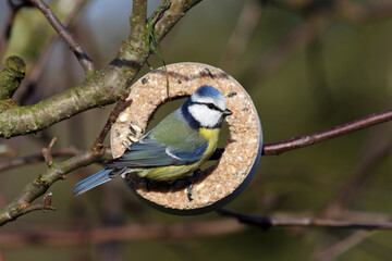 Blaumeise am Meisenring Vogelfütterung im Winter