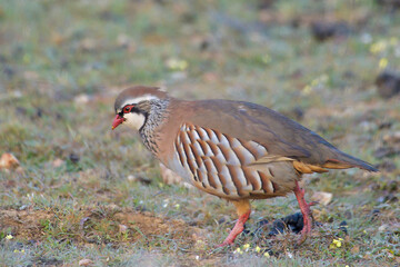 Red - legged Partridge Alectoris rufa -  closeup and portrait of gamebird in the pheasant family Phasianidae of the order Galliformes gallinaceous birds, colorful natural environment background