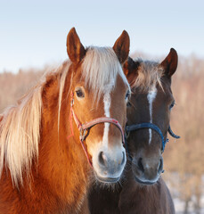 Obraz premium Side by side. Two beautiful horses standing close together.