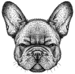 black and white engrave isolated bulldog illustration