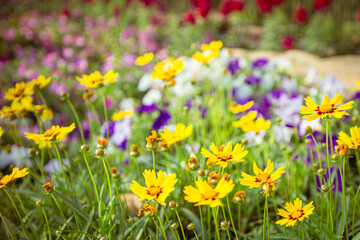 Yellow flower in the garden