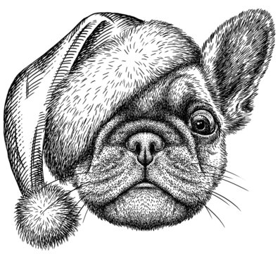 black and white engrave isolated bulldog illustration